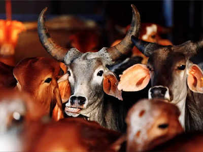 Sonbhadra: खेत में चारा खाने घुसी गाय पर कुल्हाड़ी से किए ताबड़तोड़ वार, कर दिया अधमरा