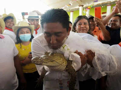 Mayor Marries Alligator: मेयर ने रचाई मगरमच्छ से शादी, रस्में पूरी होने के बाद किया Kiss... घूंघट में पहुंची दुल्हन