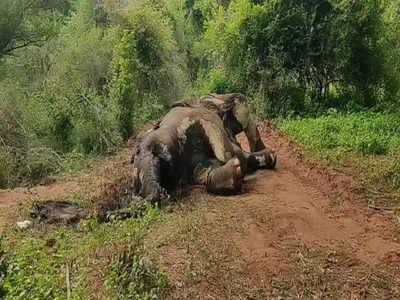 ஒகேனக்கலில் காட்டு யானை சுட்டுக்கொலை... வனத்துறையினர் அதிர்ச்சி!