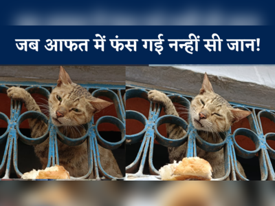 Cat Viral Video : छटपटाती जिंदगी.. मकान के जंगले में फंसा बिल्ली का सिर, फिर चला रेस्क्यू ऑपरेशन, देखें वीडियो