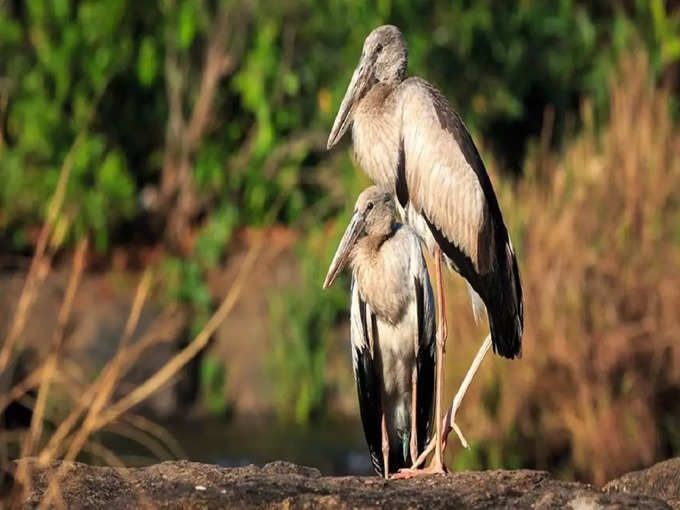 ​হর্নবিল নেস্ট অ্যাডপটেশন প্রোগ্রাম, পাক্কে, অরুণাচল প্রদেশ