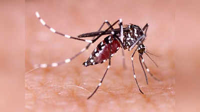 Mosquito repellent: ఈ టిప్స్‌ ఫాలో అయితే.. దోమలు ఇంటి నుంచి పారిపోతాయ్‌..
