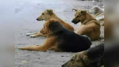 Khargone: खरगोन में खेल रहे तीन साल के बच्चे पर कुत्तों का अटैक, कई स्थानों पर काटा