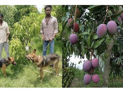 Miyazaki Mango: உலகிலேயே காஸ்ட்லியான மாம்பழம்.. திருடர்கள் தொல்லையால் செக்யூரிட்டி போட்ட விவசாயி!