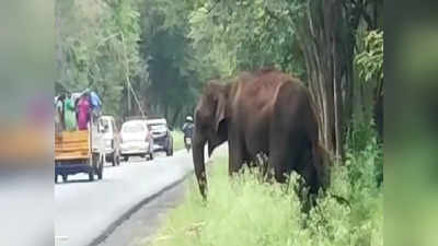 Erode Elephants Blocked Sugarcane Truck: கரும்புத் தின்ன கூலியா.? லாரிகளை வழிமறித்த காட்டு யானைகள்.!