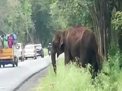 Erode Elephants Blocked Sugarcane Truck: கரும்புத் தின்ன கூலியா.? லாரிகளை வழிமறித்த காட்டு யானைகள்.!