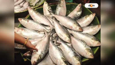 Hilsa Fish Price: বাংলাদেশে জালে উঠল পৌনে ৩ কেজির ইলিশ! দাম ছাড়াল ৮ হাজার