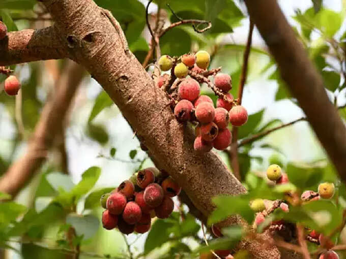 ​ಅತ್ತಿಮರದ ತೊಗಟೆ