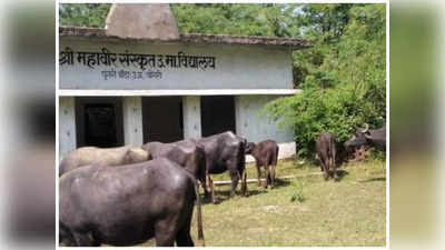 Banda News: अधिकारियों की अनदेखी के चलते भैसों का तबेला बना संस्कृत विद्यालय