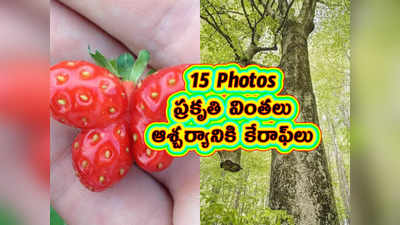 15 Pics: ప్రకృతి వింతలు.. ఆశ్చర్యానికి కేరాఫ్‌లు 