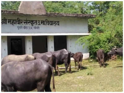 Banda News: अधिकारियों की अनदेखी के चलते भैसों का तबेला बना संस्कृत विद्यालय