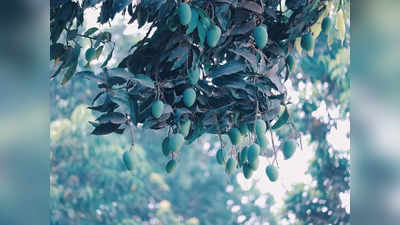Worlds Costliest Mango: ಈ ಎರಡು ಮಾವಿನ ಮರಕ್ಕೆ ಭಾರೀ ಭದ್ರತೆ! : 3 ಗಾರ್ಡ್‌ಗಳು, 6 ಶ್ವಾನಗಳ ನಿಯೋಜನೆ!