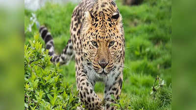 Leopard: সিমনি বিটের জঙ্গলে জোড়া চিতা বাঘ! ছবি ঘিরে আতঙ্ক