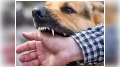 Noida News: हाईराइज सोसाइटी में आवारा कुत्तों का आतंक, पार्क में खेलते वक्त मासूम को बनाया शिकार