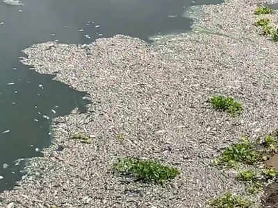 Delhi Pollution: नजफगढ़ नाले की मरी हुई मछलियों को बाजार में बेच रहे हैं कुछ लोग