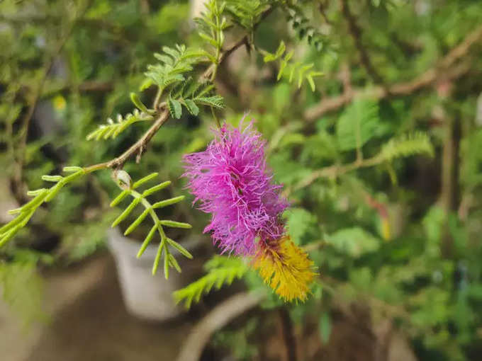 ​ಶಮಿ ಗಿಡ