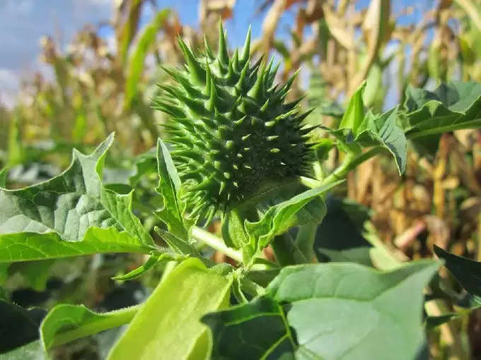 ​ದತ್ತೂರ ಗಿಡ