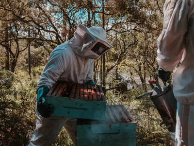 Australia Honey Bee: एक महामारी को रोकने के लिए ऑस्‍ट्रेलिया ने मार दी कई करोड़ मधुमक्खियां, जानें क्‍या है सारा माजरा