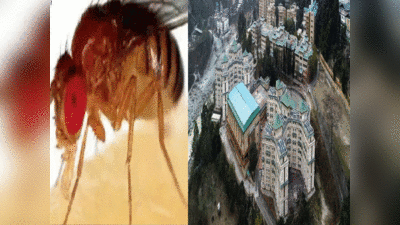 Nairobi flies : 100 से ज्यादा संक्रमित, 1 की सर्जरी...सिक्किम के कॉलेज में तांडव मचाने वाली नैरोबी मक्खियां कितनी खतरनाक, जानें