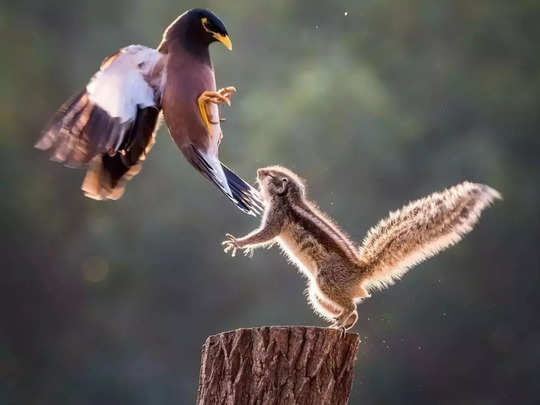 चिड़िया और गिलहरी के बीच हुई खतरनाक लड़ाई, फोटोग्राफर ने कैद कर लिया दुर्लभ नजारा 