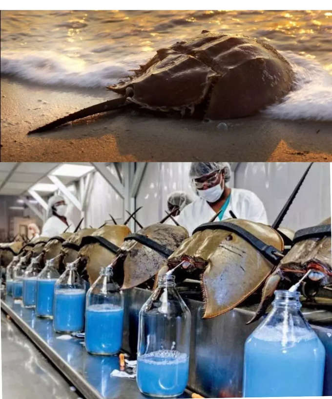 దీన్ని బ్లూ గోల్డ్ అంటారు. ఇది హార్స్‌షూ పీత (Horseshoe crab) రక్తం. దీని ఖరీదు ఒక గ్యాలన్ రూ.47లక్షలు. (గ్యాలన్ అంటే 3.78 లీటర్లు) 