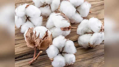 Cotton: ஜவுளித் துறையினருக்கு ஹேப்பி நியூஸ்.. பருத்தி இறக்குமதி வரி விலக்கு நீட்டிப்பு!