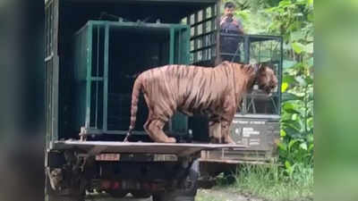 Dudhwa National Park: आतंक का पर्याय बनी नरभक्षी बाघिन को मिली कैद, बाघ को दुधवा के जंगलों में किया गया आजाद