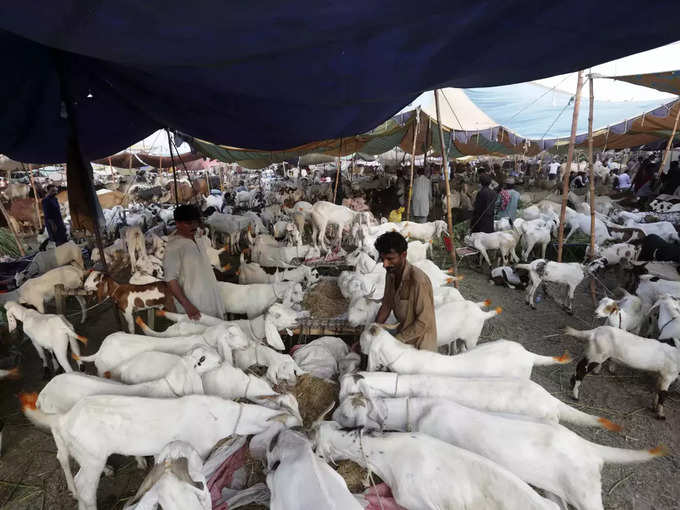 Pakistan-Eid-al-Adha-goat