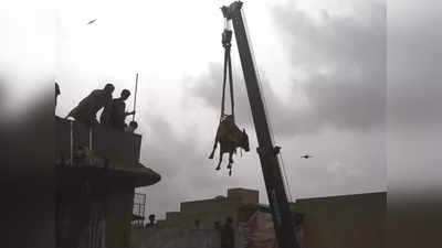 Pakistan Cow: पाकिस्‍तान में गायों के साथ क्रूरता की सारी हदें पार, बकरीद पर क्रेन से उठाकर छत पर कुर्बानी की तैयारी