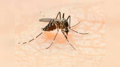 Mosquitos: ఆడ దోమలతో మగ దోమలకు ‘వల’.. డెంగ్యూ, చికన్ గున్యాకు చెక్!