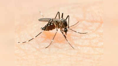 Mosquitos: ఆడ దోమలతో మగ దోమలకు ‘వల’.. డెంగ్యూ, చికన్ గున్యాకు చెక్! 