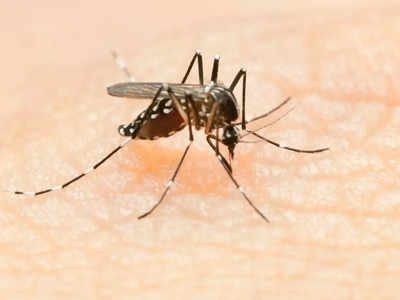 Mosquitos: ఆడ దోమలతో మగ దోమలకు ‘వల’.. డెంగ్యూ, చికన్ గున్యాకు చెక్!