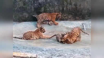 Bengal Safari-তে জলকেলি ৪ সন্তানের, পাহারায় স্বয়ং শীলা! ভাইরাল ভিডিয়ো