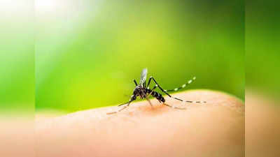Female Mosquito: ചിക്കുന്‍ഗുനിയും ഡെങ്കിയും തടയാൻ കൊതുകുകളെ ഉല്‍പാദിപ്പിച്ച് ICMR-VCRC