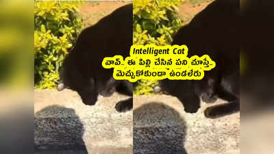 Intelligent Cat: వావ్.. ఈ పిల్లి చేసిన పని చూస్తే.. మెచ్చుకోకుండా ఉండలేరు 