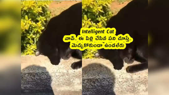 Intelligent Cat: వావ్.. ఈ పిల్లి చేసిన పని చూస్తే.. మెచ్చుకోకుండా ఉండలేరు 