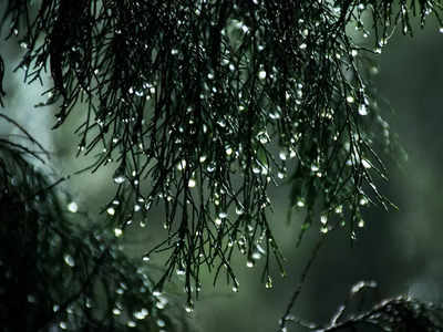 Rain Water Tips: বৃষ্টির জলের এই সহজ টোটকা মানুন, অর্থভাগ্য় খুলবেই!