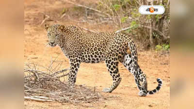Leopard: শিলিগুড়িতে জাতীয় সড়কে মৃত্যু চিতাবাঘের, কারণ ঘিরে বাড়ছে রহস্য