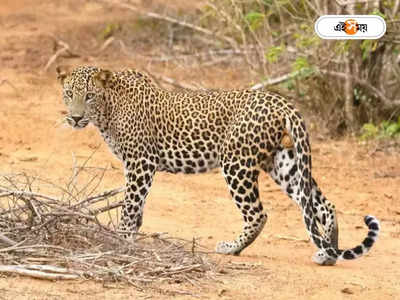 Leopard: শিলিগুড়িতে জাতীয় সড়কে মৃত্যু চিতাবাঘের, কারণ ঘিরে বাড়ছে রহস্য