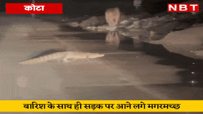 Kota News: बारिश ने पकड़ी रफ्तार तो राजस्थान में सड़कों नजर आने लगे मगरमच्छ, कोटा का वीडियो हुआ वायरल