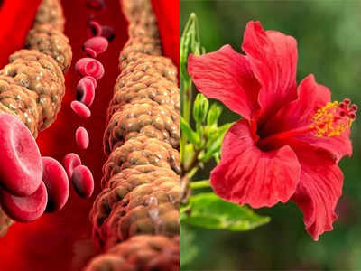 Bad Cholesterol: नसों में चिपके गंदे कोलेस्ट्रॉल को बाहर निकाल देगा ये लाल फूल, बस ऐसे करें इस्तेमाल