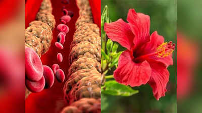 Bad Cholesterol: नसों में चिपके गंदे कोलेस्ट्रॉल को बाहर निकाल देगा ये लाल फूल, बस ऐसे करें इस्तेमाल