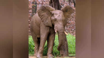 Delhi Zoo: चिड़ियाघर में अफ्रीकी हाथी शंकर को अब तक नहीं मिला कोई साथी, अकेलापन बना रहा है उसे मतवाला