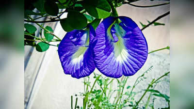 Auspicious Plant For Money धन वृद्धि के लिए घर में लगाए विष्णुप्रिया पौधा अपराजिता
