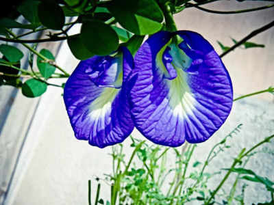 Auspicious Plant For Money धन वृद्धि के लिए घर में लगाए विष्णुप्रिया पौधा अपराजिता