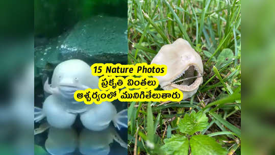 15 Nature Photos : ప్రకృతి వింతలు.. ఆశ్చర్యంలో మునిగితేలుతారు 