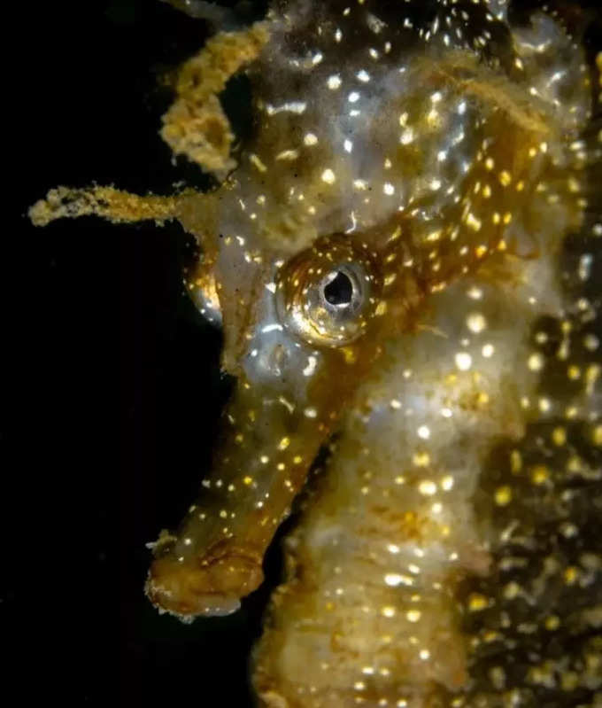 అరుదైన, అందమైన బంగారు సీహార్స్ (Golden Seahorse)
