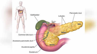 pancreatic cancer: கணையப் புற்றுநோய் உள்ளவர்கள் என்ன மாதிரியான உணவுகளை எடுத்துக் கொள்ள வேண்டும்?