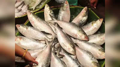 Delhi News: नजफगढ़ में रहस्यमयी ढंग से क्यों हो रही मछलियों की मौत? दिल्ली सरकार को सता रहा इस बात का डर