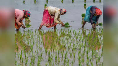 Kharif Season Crops : बारिश में देरी से घटी खरीफ की कुछ फसलों की बुवाई, जानिए क्या है धान और तिलहन का हाल